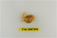 藏品(光滑光背蟹)的圖片